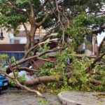 Imagen de recurso de un árbol caído.