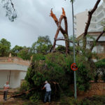 Árboles con ramas arrancadas en Magaluf, cerca del Hotel Meliá Calviá Beach.