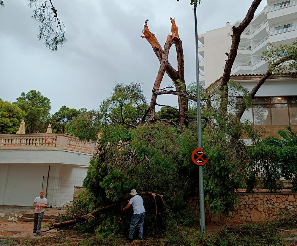 Árboles con ramas arrancadas en Magaluf, cerca del Hotel Meliá Calviá Beach.