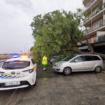 Un árbol caido a consecuencia de la tormenta. - AYUNTAMIENTO DE PALMA - Archivo