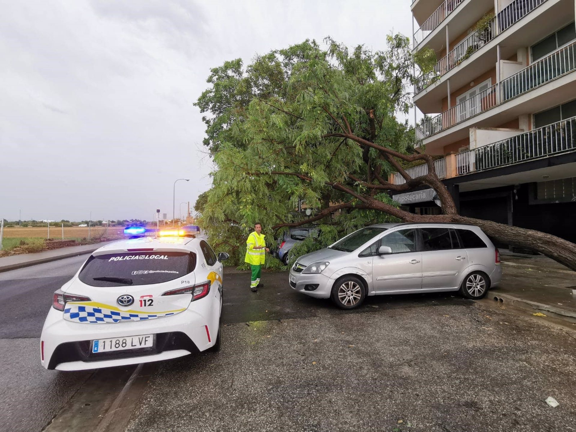 Un árbol caido a consecuencia de la tormenta. - AYUNTAMIENTO DE PALMA - Archivo