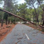 Una rama de un árbol caída sobre una carretera de Mallorca - CARRETERAS CONSELL DE MALLORCA