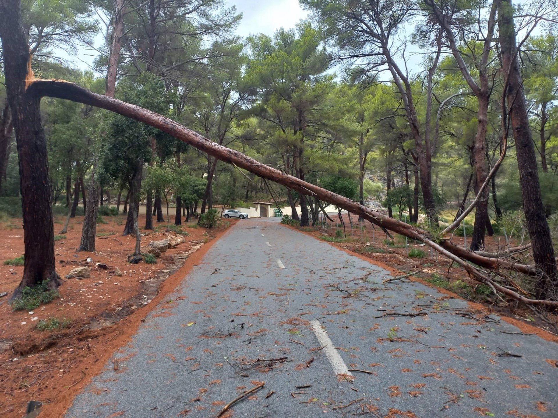 Una rama de un árbol caída sobre una carretera de Mallorca - CARRETERAS CONSELL DE MALLORCA