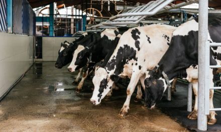 ADED se pone al servicio de los ganaderos de Mallorca para distribuir la leche que no pueda asumir Agama