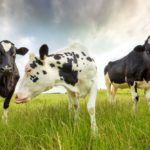 Vacas lecheras.