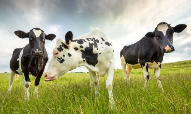 Ganaderos avisan de que la decisión de Agama de comprar menos leche supone “la muerte del sector en Mallorca”