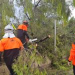 Voluntarios de Calvià participan en la retirada de ramas caídas durante un temporal. - AYUNTAMIENTO DE CALVIÀ