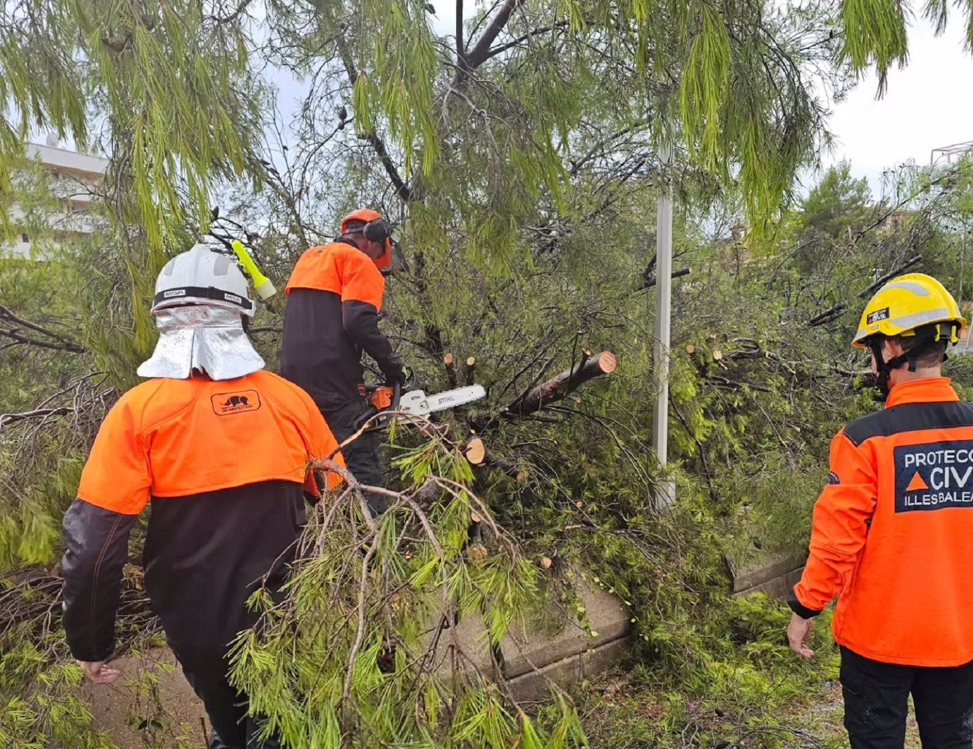 Voluntarios de Calvià participan en la retirada de ramas caídas durante un temporal. - AYUNTAMIENTO DE CALVIÀ
