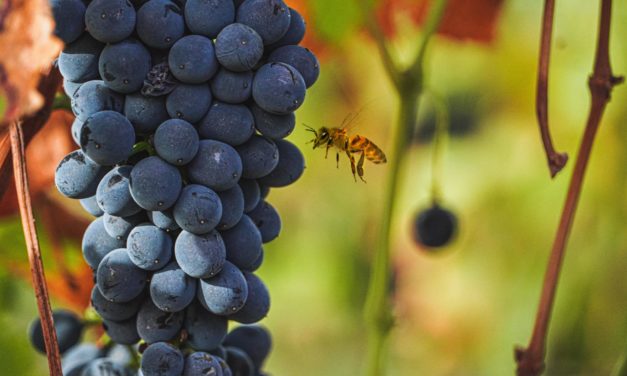 Vi de la Terra Mallorca cierra la vendimia 2023 y augura vinos de “gran calidad” gracias a la “buena salud” del racimo