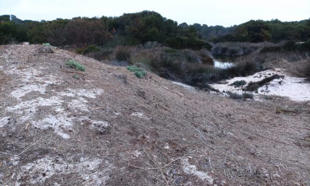 El Govern retira los restos de posidonia en s’Arenal de Sa Ràpita y los devuelve al mar