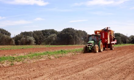 Agricultura abona más de 550.000 euros en ayudas ‘Juliette’ para el sector de la patata a través de Fogaiba