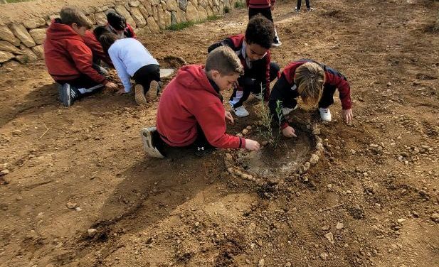 Los escolares de Alaró celebran el Día del Árbol con una siembra de «ullastres»