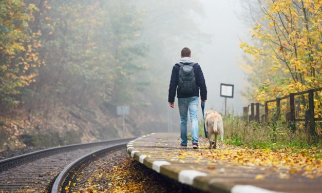 SFM permite viajar a partir de este viernes en tren y metro con perros y otros animales de compañía