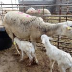 Unos corderos con su madre en una explotación ganadera. - Patricia Galiana - Europa Press - Archivo