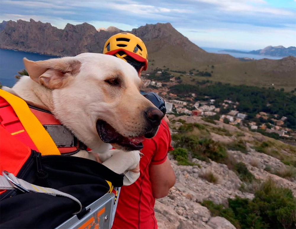 Un perro labrador es rescatado por los Bomberos de Mallorca en la Serra de Tramuntana. - BOMBEROS DE MALLORCA