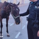 Un agente de la Policía Local sujeta al caballo enfermo que deambulaba suelto por el polígono de Son Malferit - POLICÍA LOCAL