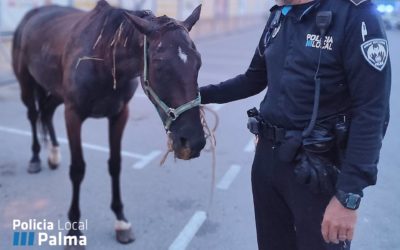 Agentes de la Policía Local de Palma auxilian a un caballo enfermo que deambulaba suelto por el polígono de Son Malferit