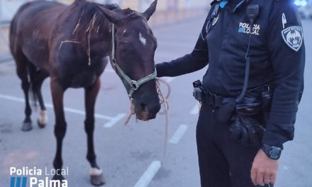 Agentes de la Policía Local de Palma auxilian a un caballo enfermo que deambulaba suelto por el polígono de Son Malferit