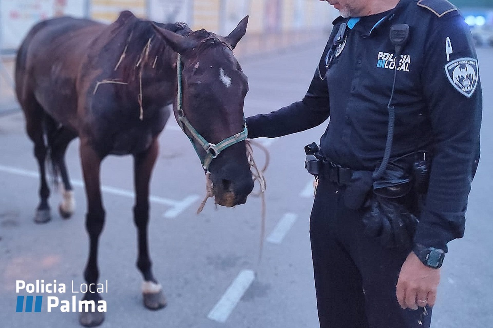 Un agente de la Policía Local sujeta al caballo enfermo que deambulaba suelto por el polígono de Son Malferit - POLICÍA LOCAL