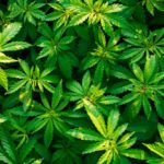 Marihuana.