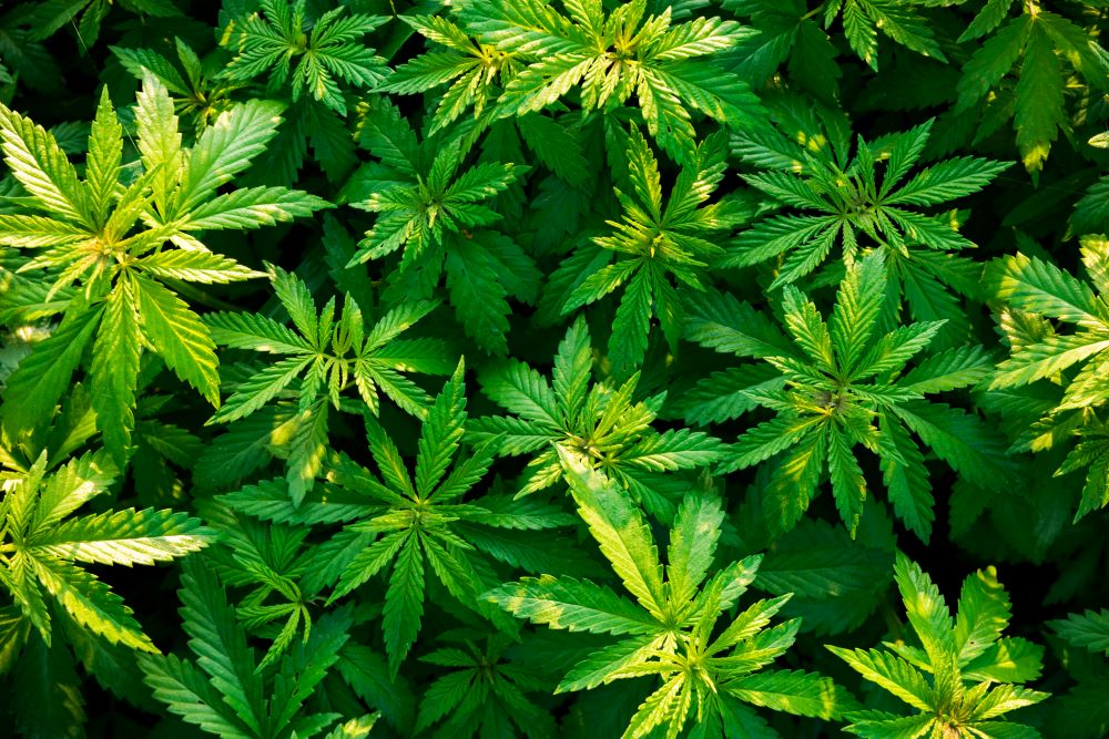 Marihuana.