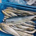 Varias llampugas pescadas en una cesta. - OPMALLORCAMAR - Archivo