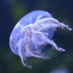 Expertos han pedido este viernes un protocolo común para el tratamiento de las picaduras de medusas. - CSIC - Archivo