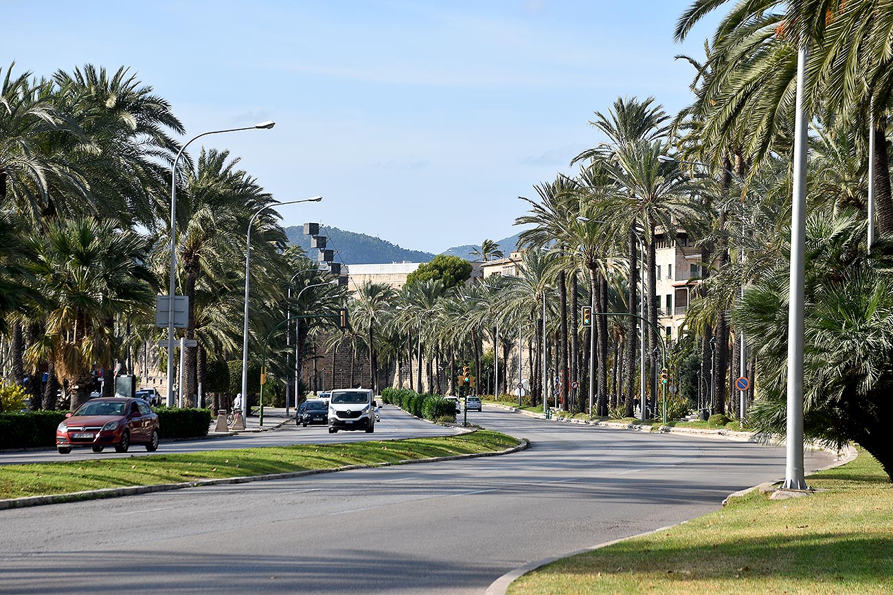Palmeras del Paseo Sagrera.