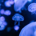Medusas.