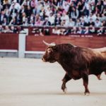 toro lidiando en la plaza.